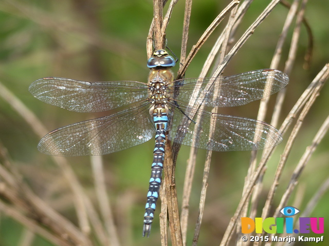 FZ020402 Migrant hawker (Aeshna mixta)